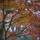 雨の紅葉