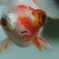 目出度い金魚