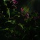 like a forest