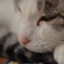 うとうと