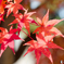 Momiji