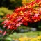 雷山紅葉
