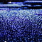 光の海