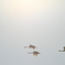 白鳥の郷　- 未来へ羽ばたく -