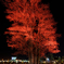 Lighting Tree３