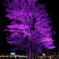 Lighting Tree４