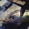 photo_2289159