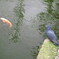 hato