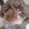 愛犬　チャコ