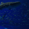 美ら海水族館 大水槽 その２