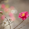 山茶花のお出迎え