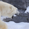 旭山動物園にて…