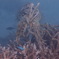 威嚇してます