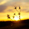 photo_2295471