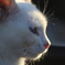 野良猫