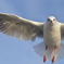 hungry bird