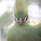 モヒカン鳥