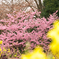 桜-2