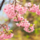 桜-4