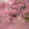 桜-5