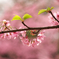 桜-6