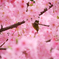 桜-9