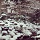 雪の京都