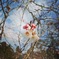 不断桜