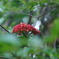 紅い花