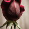 薔薇肌