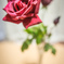 薔薇