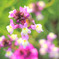 DPP_66397