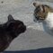 ねこ