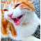 猫の不満