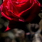 _MG_2905