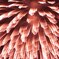 hanabi 2009