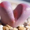 Lithops optica Rubra