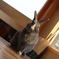 うさぎ