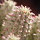 Euphorbia mammillaris variegata