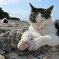 岩場にねこ
