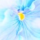冬の花