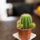cactus pot