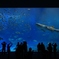 美ら海水族館