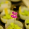 心に花を