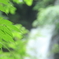 モカの滝
