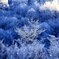 霧氷の輝き