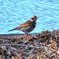 ツグミ (Dusky thrush)