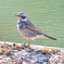 ツグミ (Dusky thrush)