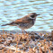 ツグミ (Dusky thrush)