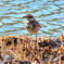 ツグミ (Dusky thrush)